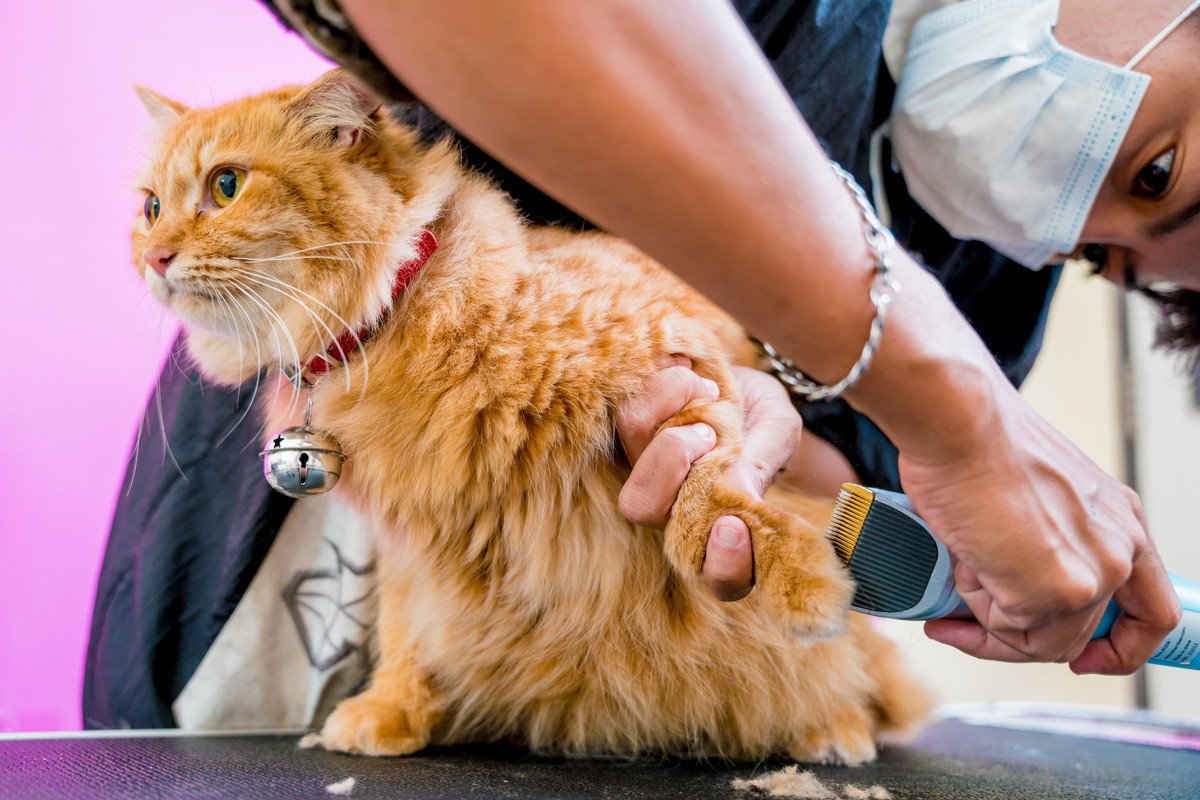 長毛種の猫はご注意！『足裏の毛』のお手入れ方法と放置したときのリスク