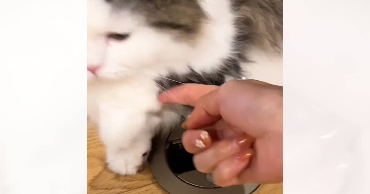 小さな穴に前足を入れている猫→飼い主さんが出そうとすると…思わず笑っちゃう光景が296万再生「ちょうどいいんだろうねｗ」「充電中みたいｗ」