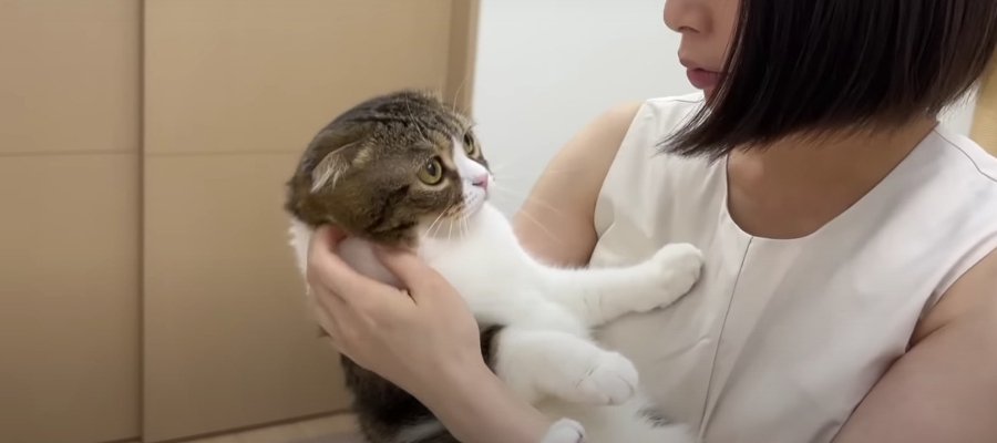 見つめてアピール？飼い主さんに伝わらなくていじけちゃった猫ちゃん