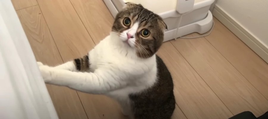 スコティッシュフォールドの親猫が「パパ、大変ニャ！」　報告しに来た我が子のイタズラとは？