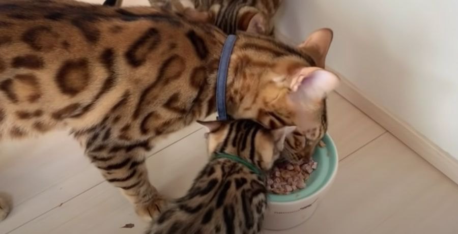 くいしんぼう♡お皿を引き寄せてごはんを食べちゃうパパ猫！