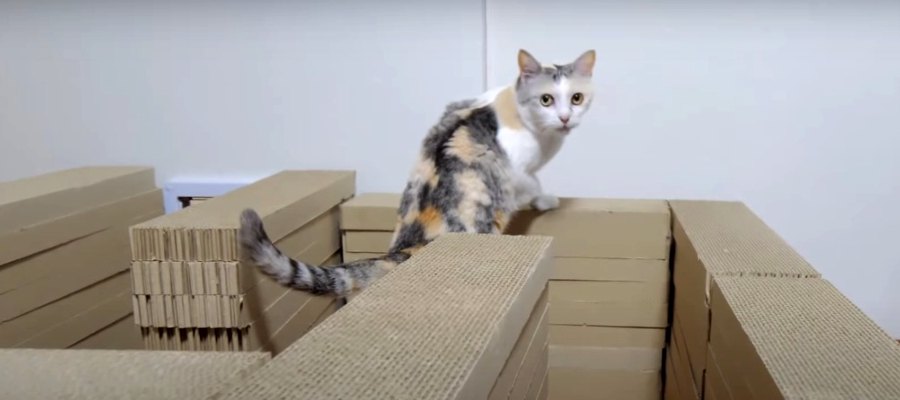 爪とぎで出来た迷路！猫ちゃんは猫草まで辿り着けるかな？