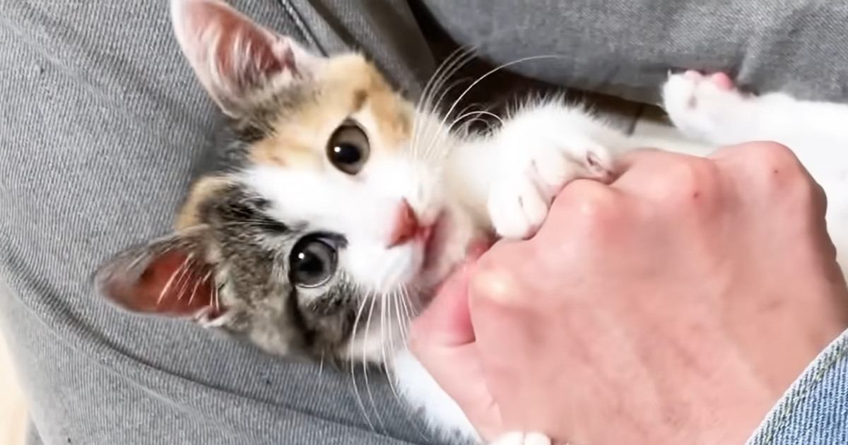 元気いっぱいに『暴れていた三毛子猫』が電池切れ→ベッドを見ると…可愛すぎる『寝相』に「1日の疲れが吹っ飛んだｗ」と癒される人続出