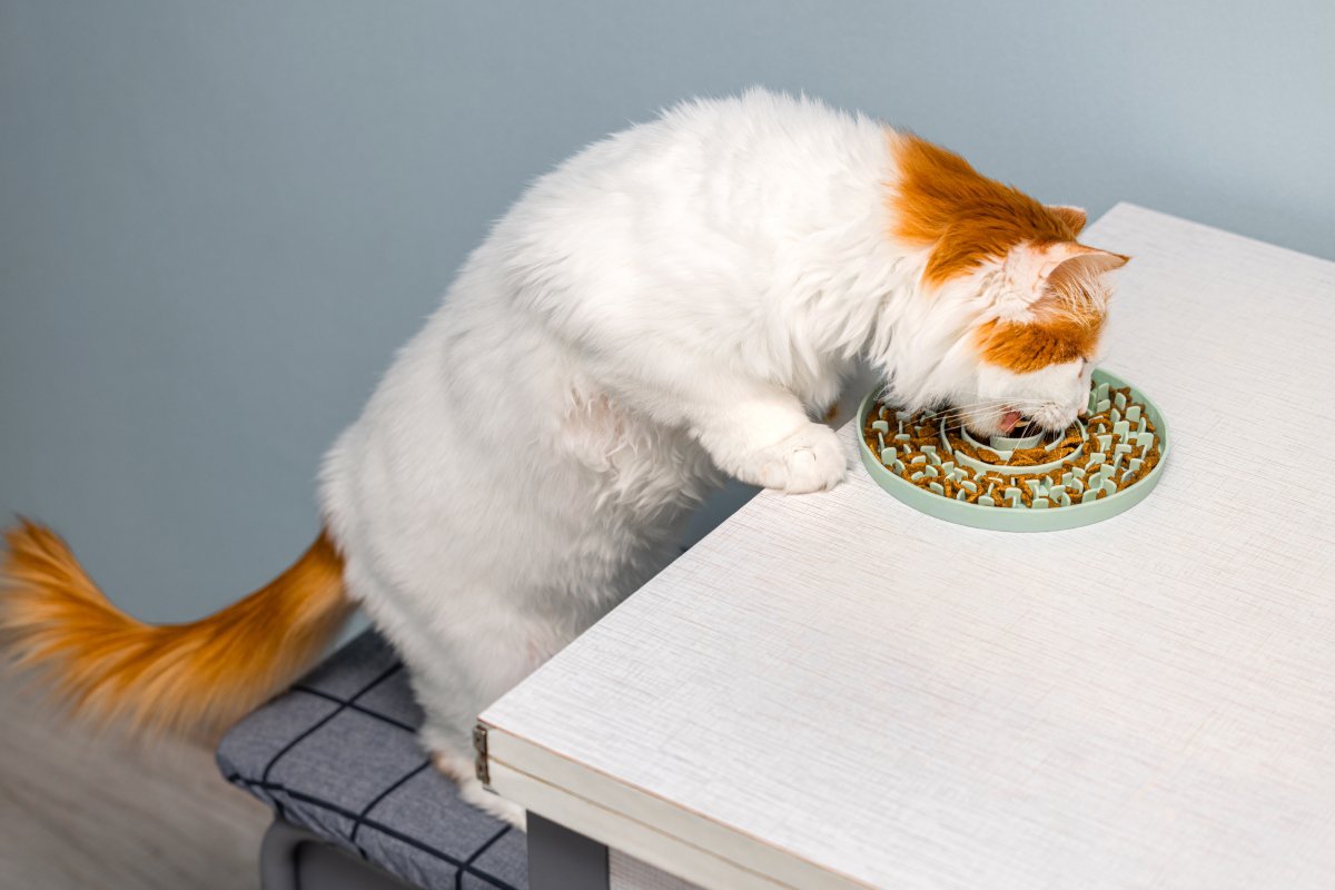 猫が食べ過ぎる『過食』の原因4つ　起こりうるトラブルや取るべき対処法まで解説