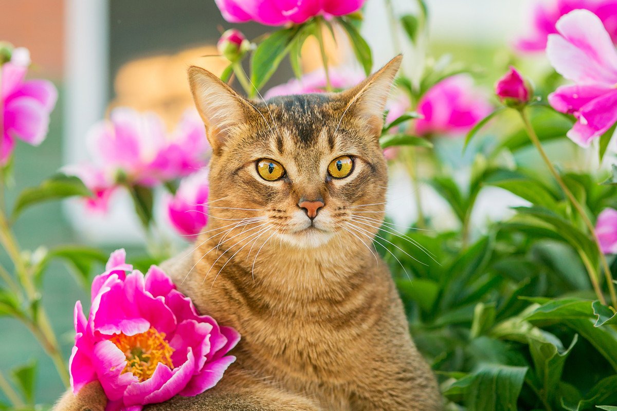 猫の『寿命』に影響を与える5つの要素　実は毛色や長さも関わっている？長生きの秘訣も