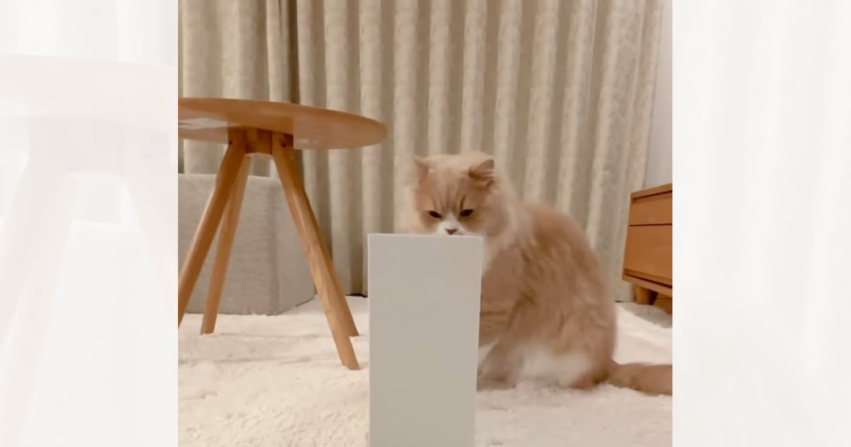 ファイルボックスを置いておいたら、猫が……思わず笑みがこぼれる『まさかの光景』に「びっくりしたｗ」「すごい可愛すぎるｗ」と反響