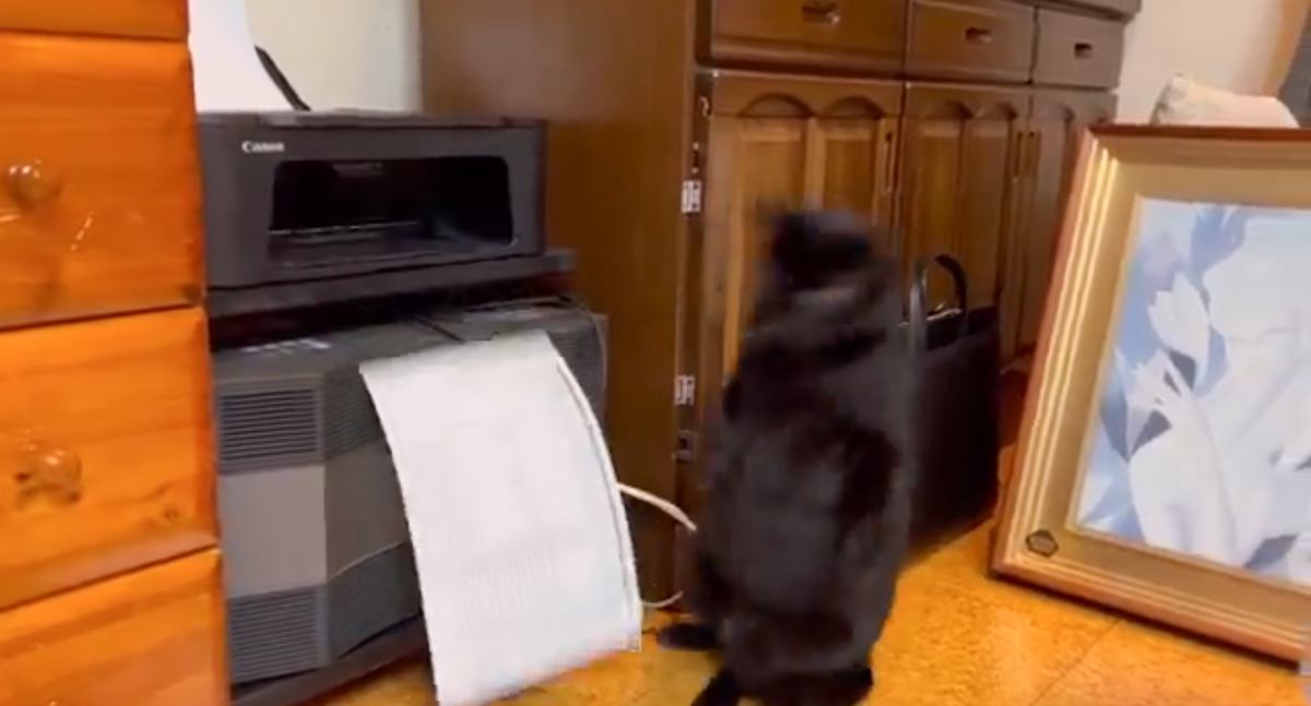 動いている『コピー機』に近づいて興味津々で見ている猫…思わず笑ってしまう『熱いバトルの様子』が159万表示「可愛すぎるｗｗ」「動き好き」