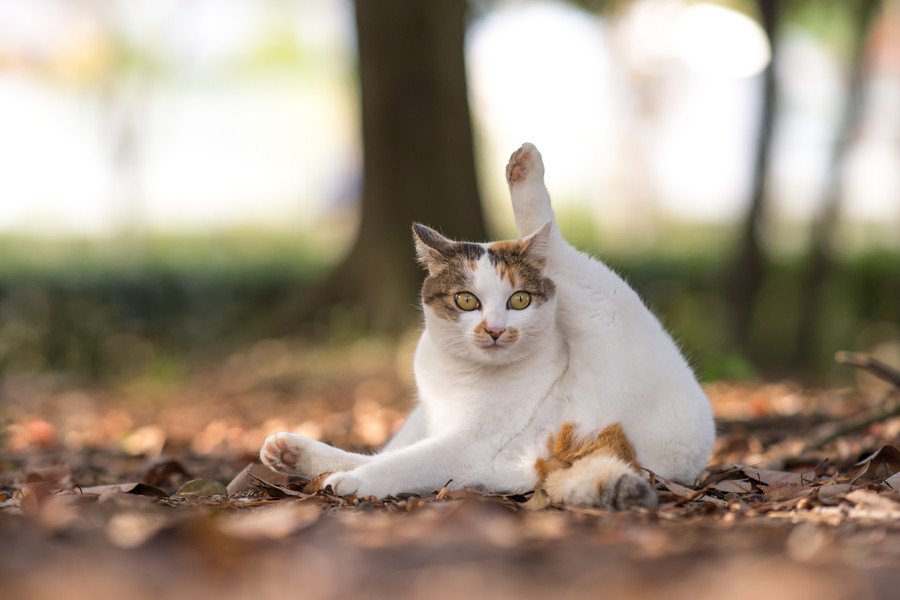 猫が『うっかり』しちゃう８つのこと