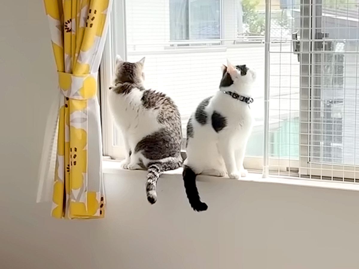 ママが家にいない日、パパと過ごす２匹の猫→ソワソワと落ち着かなくて…『いじらしい様子』が話題「パパっ子だね」「意思疎通ができてる」