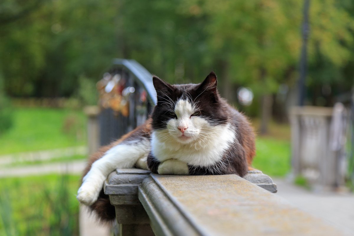 橋の上にたたずんで人々に愛された猫　死後も「橋の名」として語り継がれる　英国