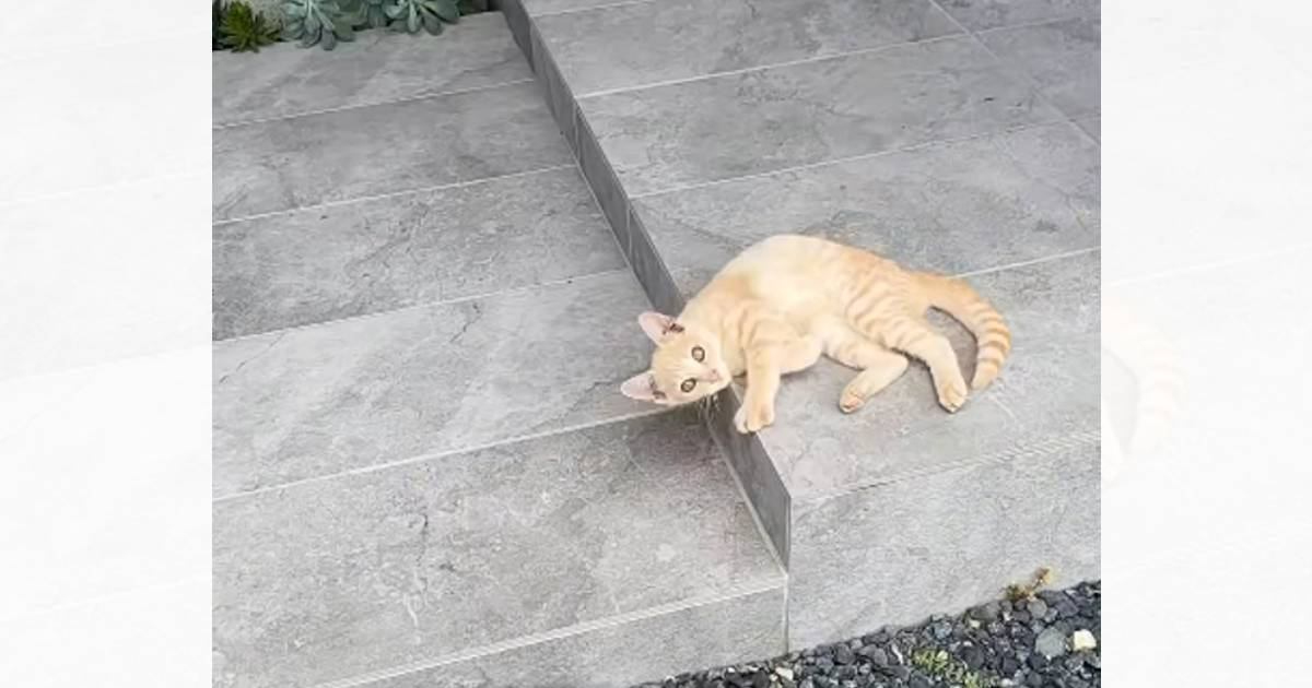 家に帰ると、玄関前で『野良の子猫』が…まさかの出会いと『素敵な結末』が24万再生「優しい方に出会えてよかった」「NNNなのかなw」
