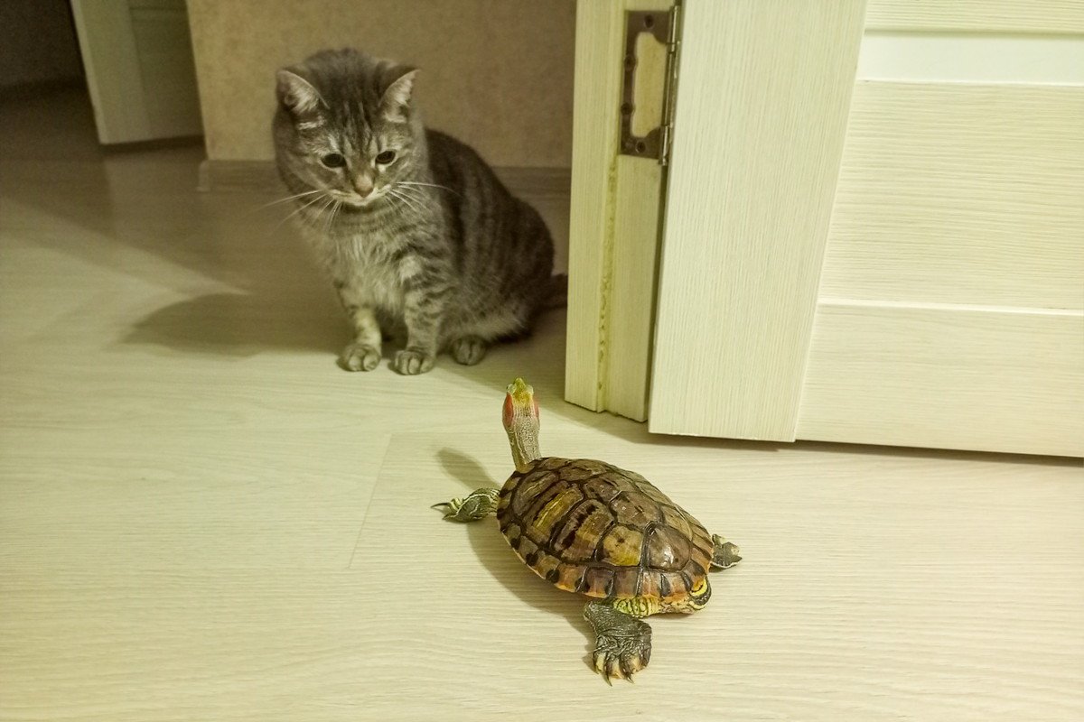 猫との生活に不向きな『相性が悪い動物』5選　トラブルの危険性や同居するときの対策方法も解説