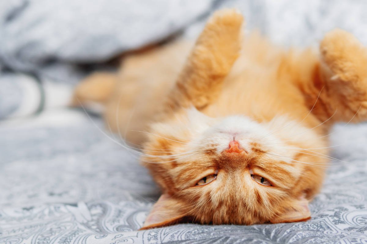 猫が『飼い主さんから誤解されがち』な3つの仕草とホントの意味