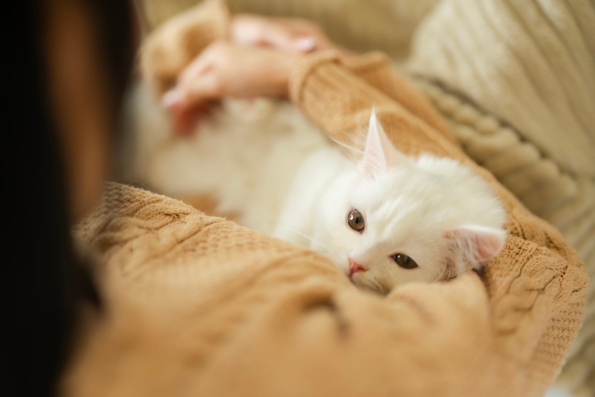 愛猫からの『信頼度』をチェックする方法5つ　あなたに心を許しているサインや関係を深める秘訣まで