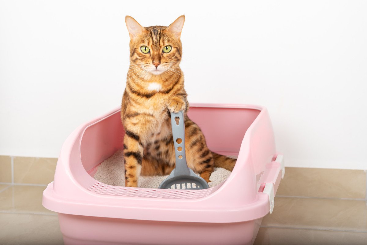 猫トイレをしっかり『消臭』する方法4選！ニオイがきつい原因も解説
