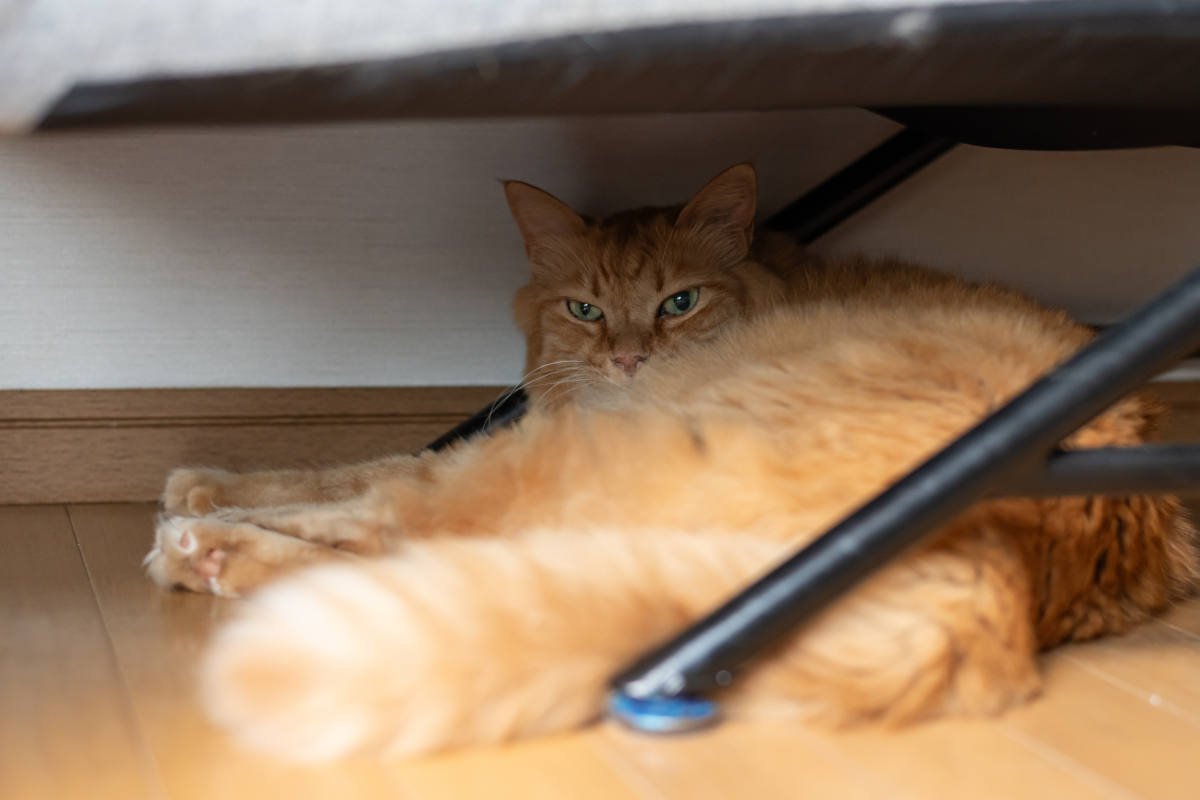 『隠れている猫』に絶対してはいけない4つのこと　猫が姿を隠すのには理由がある！
