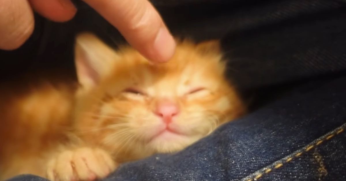 4匹の子猫→1匹ずつ寝かしつけてクッションに移動させると…笑ってしまう展開に反響「人間の子供と同じｗ」「お世話は大変だね」