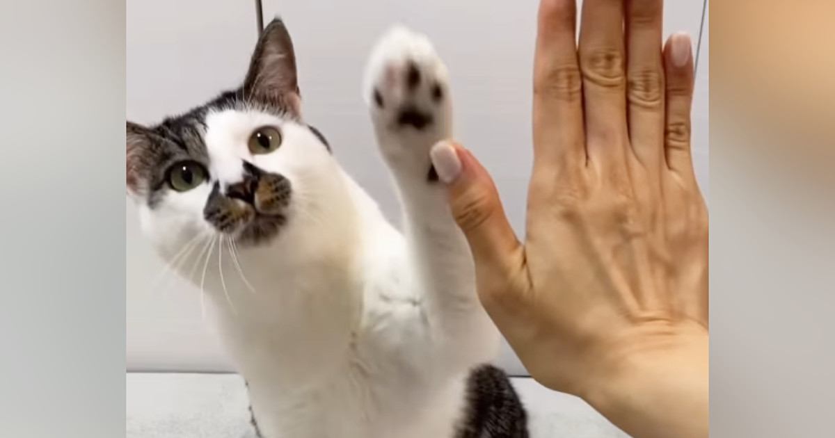飼い主の前に座った猫→合図を出されると…驚きの『芸をたくさん披露する光景』が21万再生「天才すぎてかわいい」「スカウトされそうｗ」