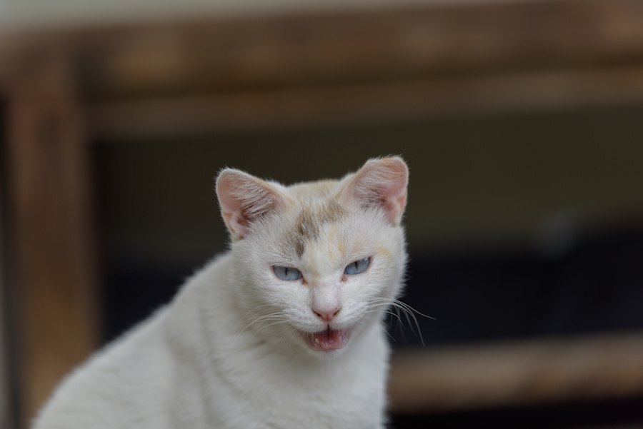 野良猫は日々戦っている！外にいる猫を襲う災い８つ