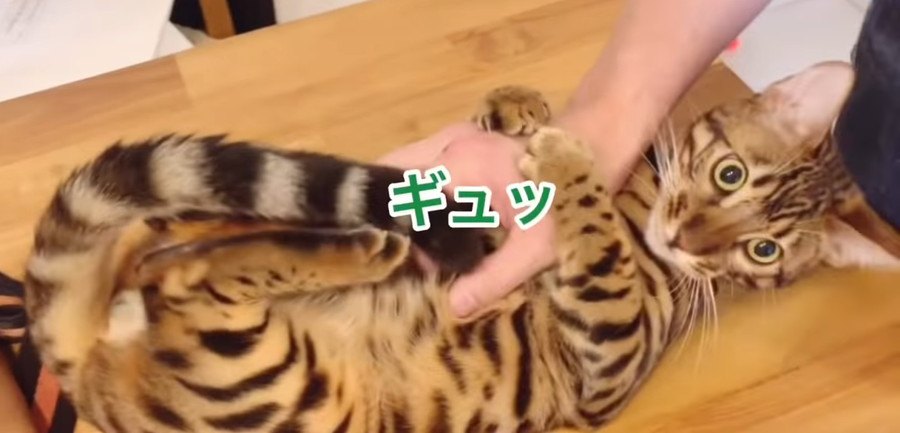 飼い主さんの帰宅がうれしい猫さん！