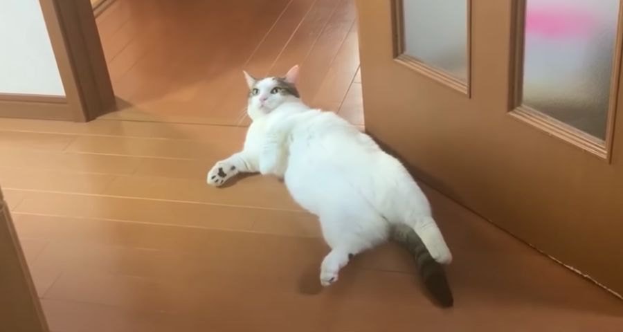 猫ちゃんは自分の名前が分かる？呼んで検証♪