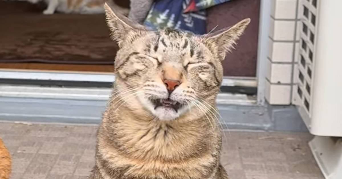 同居猫のおしりのニオイを嗅いだ次の瞬間…思わず吹き出す『笑撃のリアクション』が123万再生「相当臭かったんだｗ」「余韻長めのいい顔ｗ」