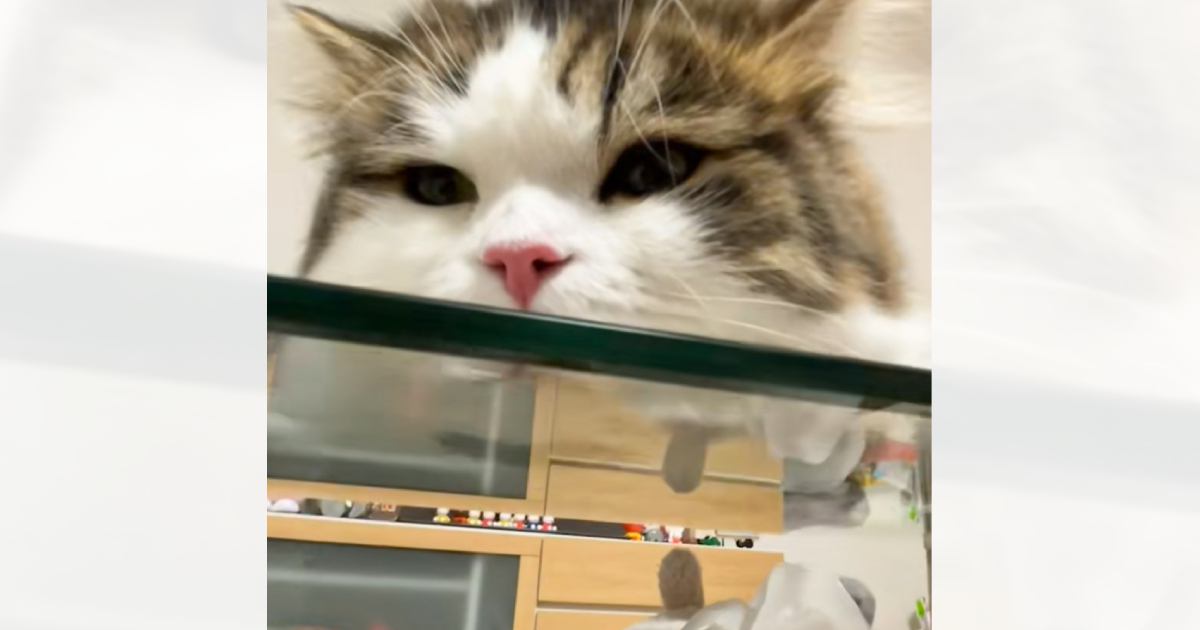 ガラステーブルの上で寝そべっている猫→『下』から覗いてみたら…とんでもなく可愛い光景が186万再生「毛がハート型に見える」「ご褒美ぃぃぃ」