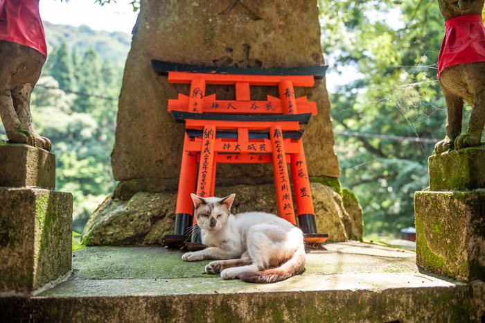 京都の猫スポット6選！神社や野良猫と触れ合える所