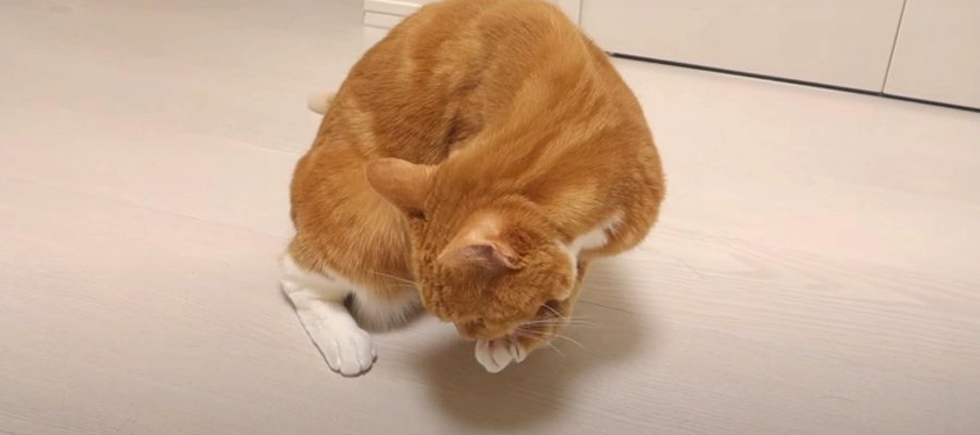 突然我に返る！猫ちゃんの謎すぎる毛づくろい