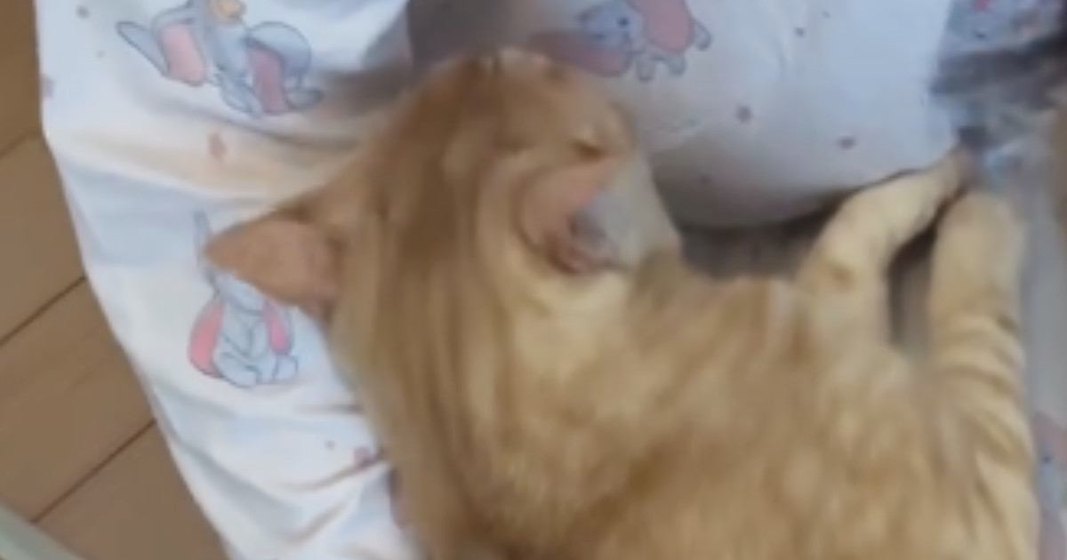 娘に抱っこされるのが大好きな猫→どうしても降りたくないようで…『可愛すぎる行動』に「好きなんだね」「ずっと抱っこしててほしいよね」の声