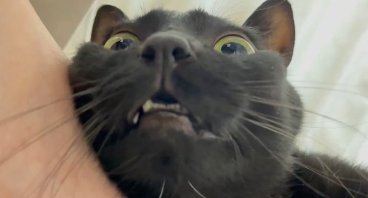 ご飯待ちを始めるのが早すぎた猫→『まだだよ』と言われ続けた結果…まさかの表情に爆笑「夢に出てくるｗ」「可愛くて無限に見ちゃう」と2万いいね