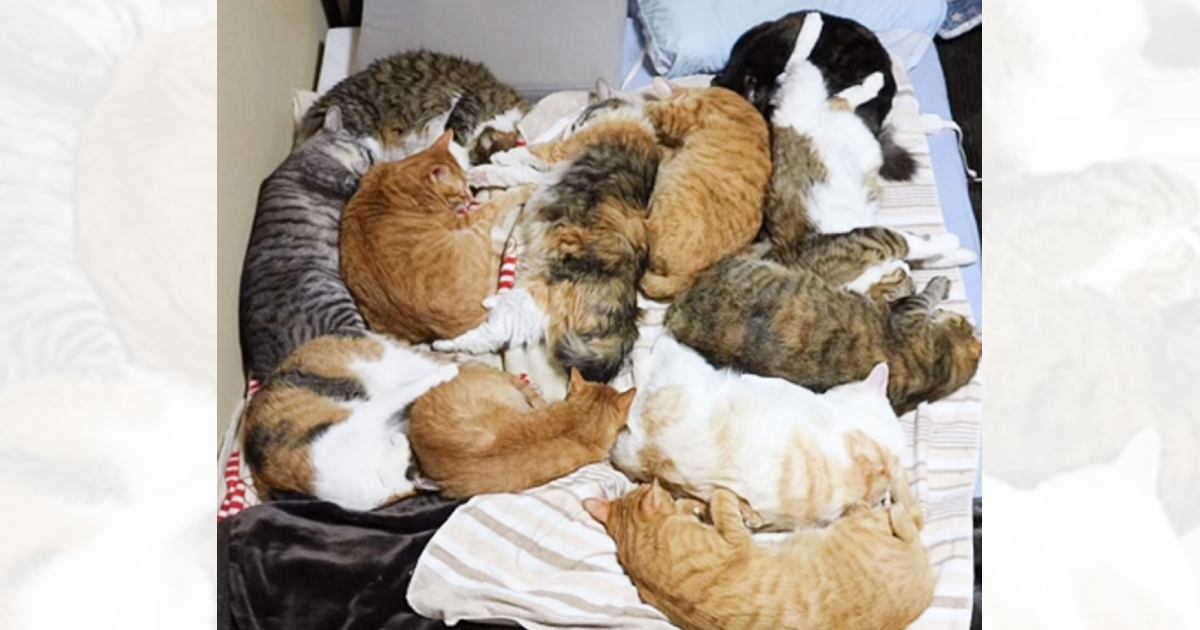 猫にベッドを占領されたときの『飼い主の寝る場所』を紹介したら…まさかの光景が52万再生「ネコファーストで素敵ｗ」「優しさを感じるｗ」