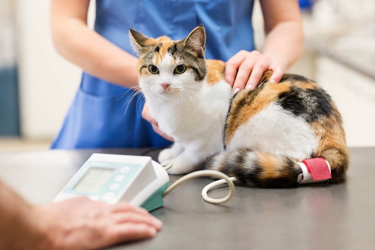 猫も高血圧になるって知ってた？目に見えない病気のリスクと、今できるチェック方法【獣医師執筆】