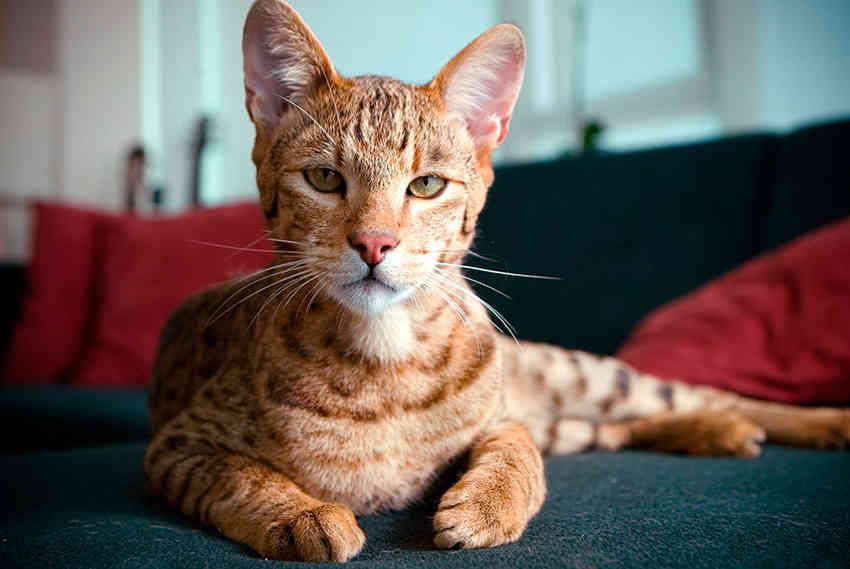 【獣医師監修】アシェラってどんな猫？特徴や性格から飼う前の注意点・価格相場まで徹底解説