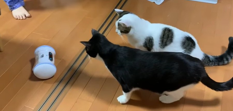 AIロボットにおやつをもらう猫ちゃんたち！？