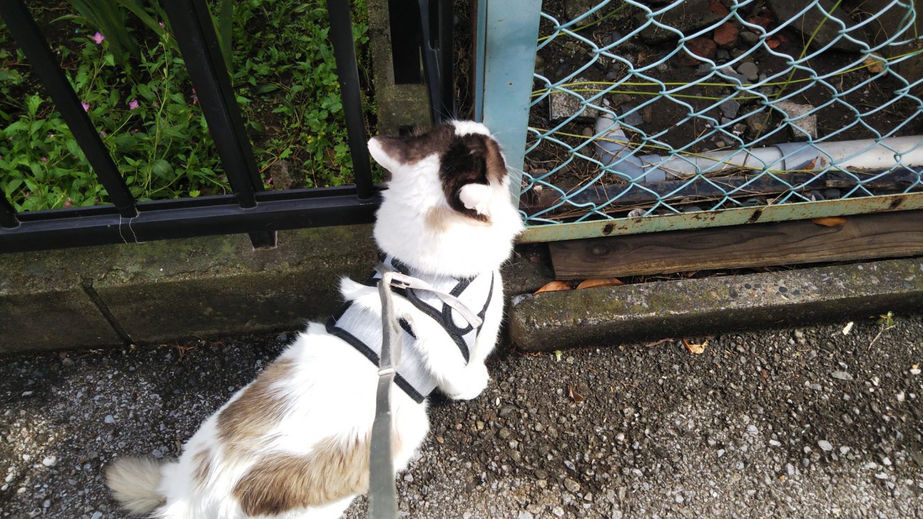 犬と間違える人続出！お散歩中の猫さんの姿が話題に♡