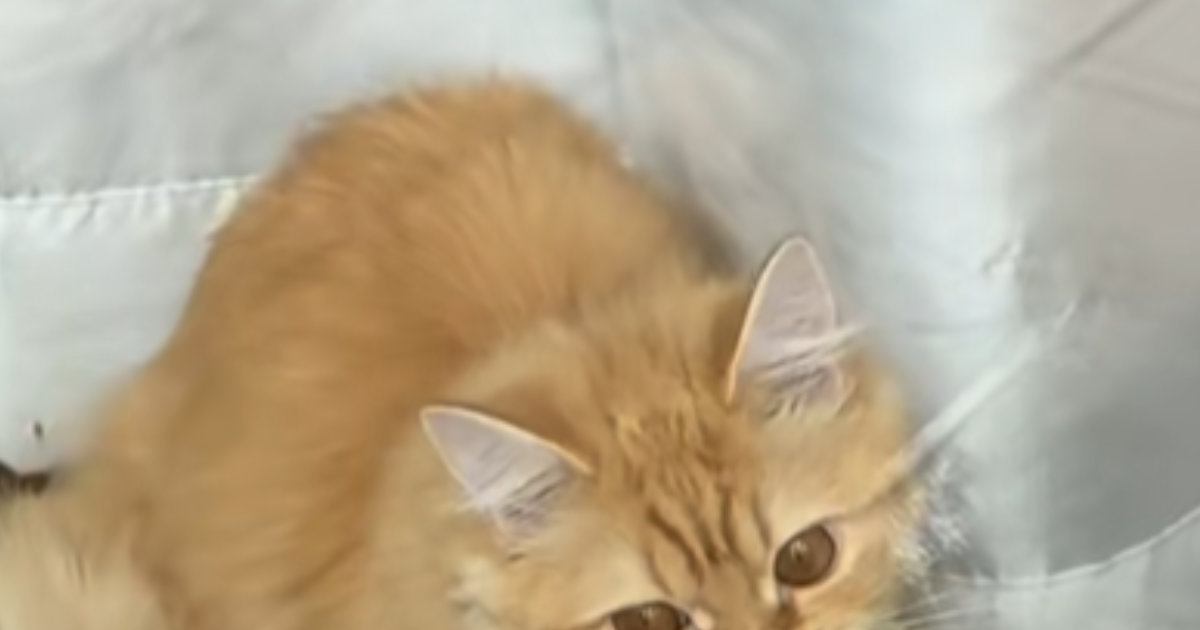 家を出た直後、振り返って『窓』を見たら…猫がくわえていた『まさかのモノ』に４万いいね「昼ごはん忘れてるニャ」「仕事行きたくなくなるｗ」
