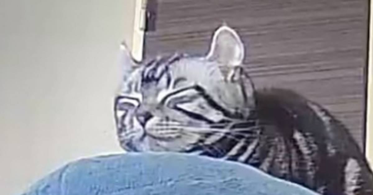 『1454万表示』ペットカメラを見てみたら、猫が……とんでもなく尊い光景に「どこにでも行けそう」「仏さまみたいな顔」と話題に