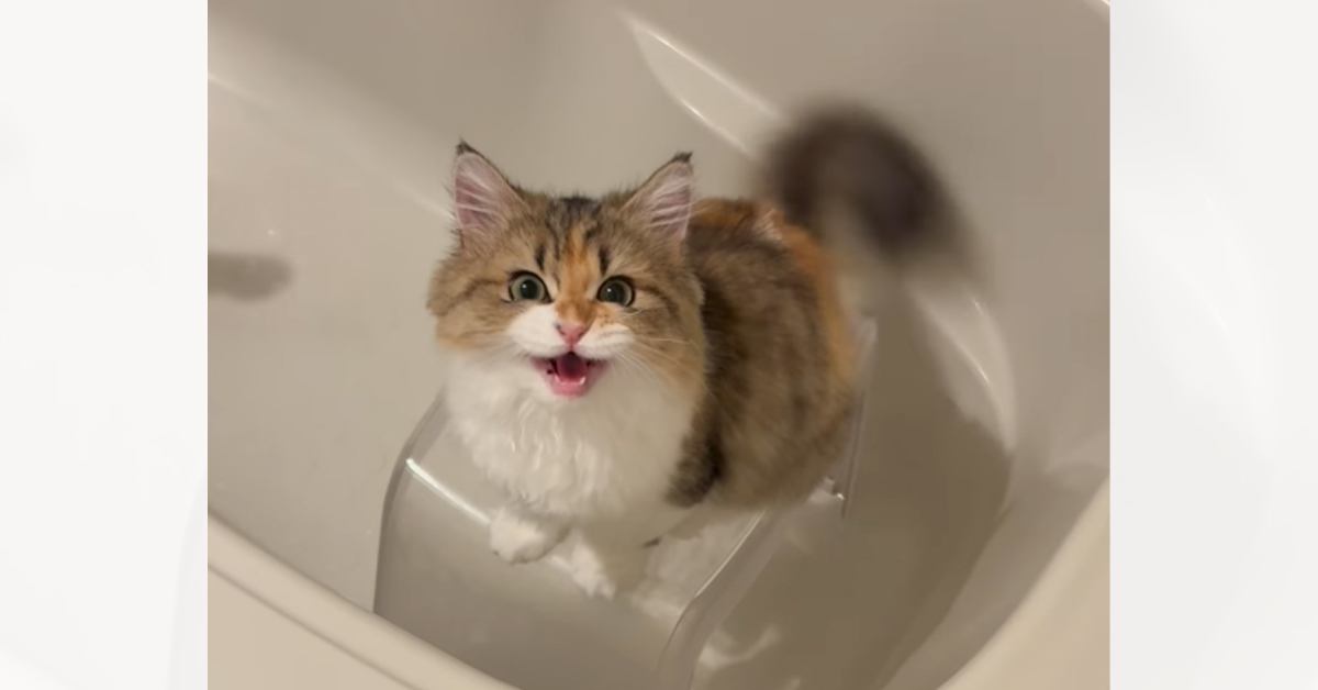 「究極のかまってちゃんｗ」浴槽に落ちた猫→助けを求めているかと思いきや…まさかの『可愛すぎる行動』が203万再生「最後笑ったｗ」