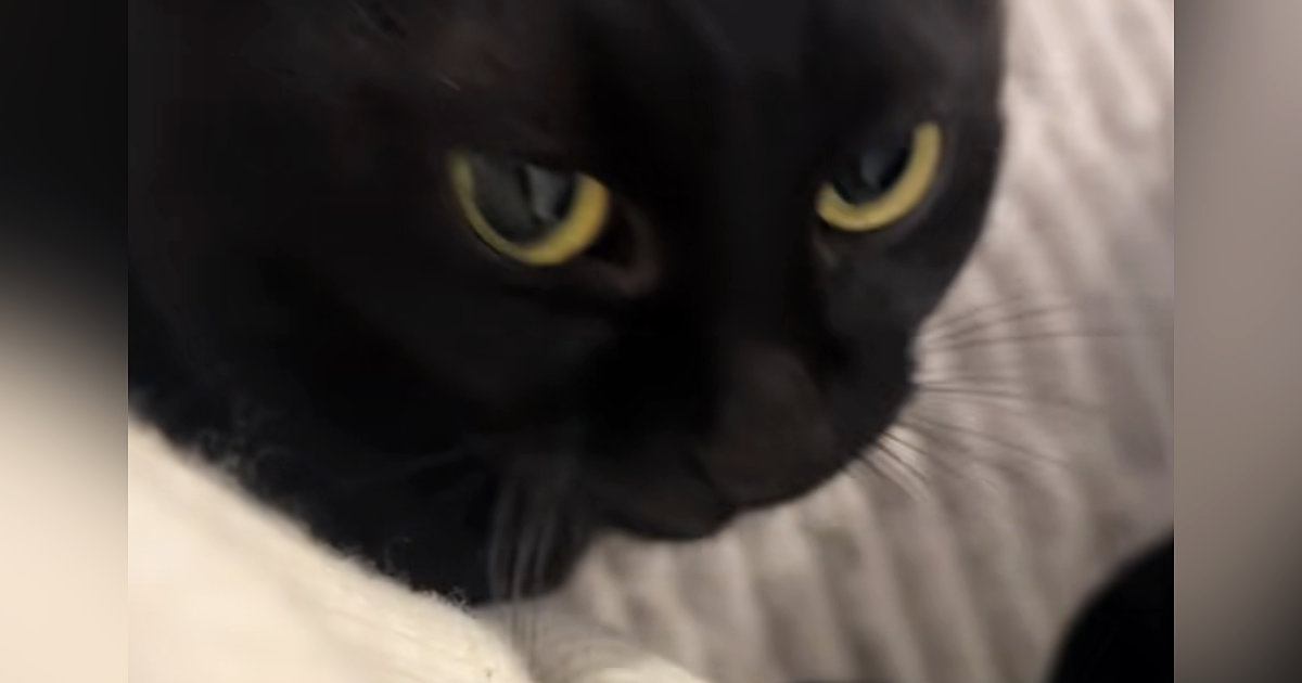 ママの膝に乗りたい『甘えん坊の黒猫』→そばにやって来ると…尊すぎるアピールが49万再生「やばい撫でたい」「めちゃくちゃ可愛い」