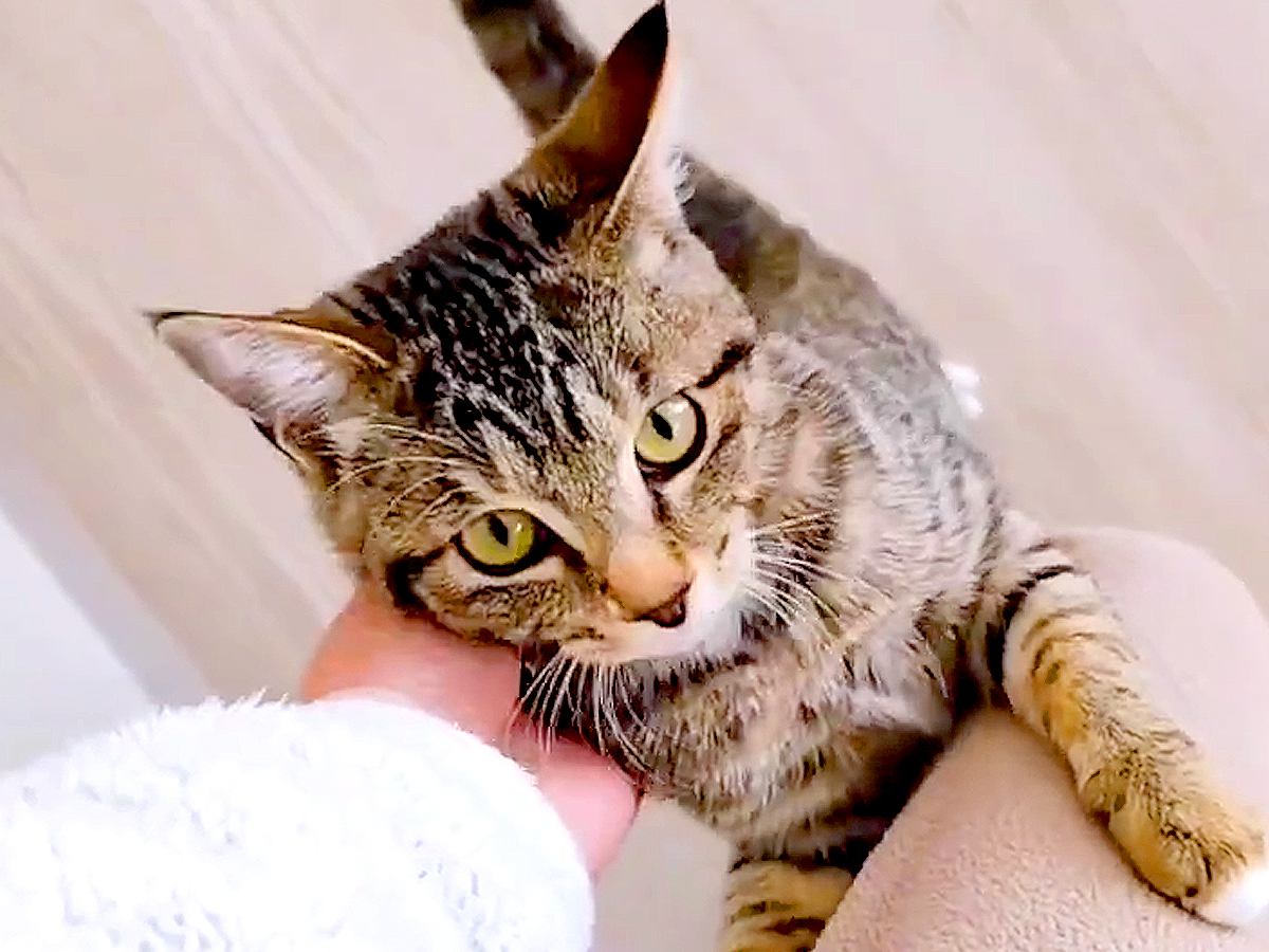 朝、家事中のママ→保護子猫がひたすら後を追いかけて…まるで人間の赤ちゃんのような『尊い光景』が19万再生「大好きが溢れている」と反響