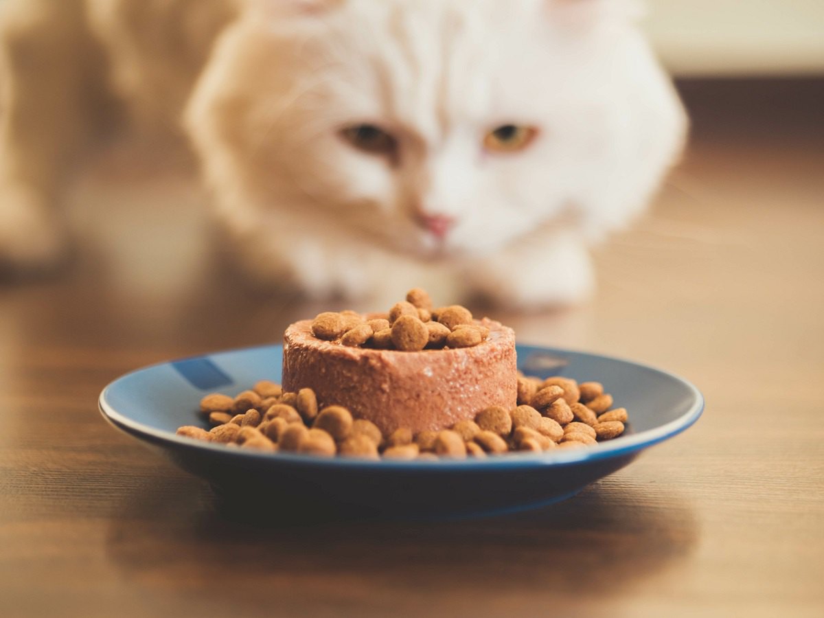 栄養が偏っている猫の特徴と必要な栄養素４つ