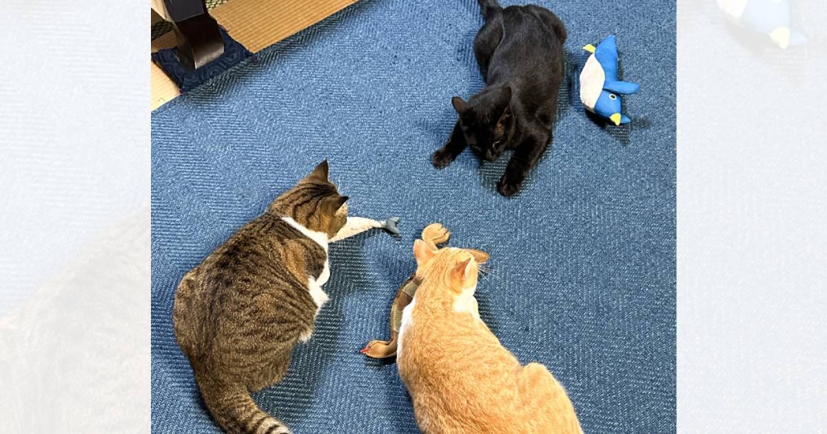 おもちゃを持ち寄って遊んでいる3匹の猫→AIで"擬人化"したら…成人男性3人の『まさかの光景』が20万表示「いい笑顔ｗ」「1番好きかも」