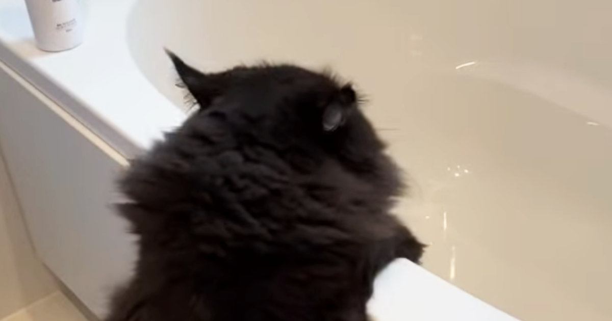 お尻が汚れてしまった猫を『お風呂』に入れると…信じられないほど協力的な様子が72万再生「良い子すぎる」「すごい」と驚きの声続出