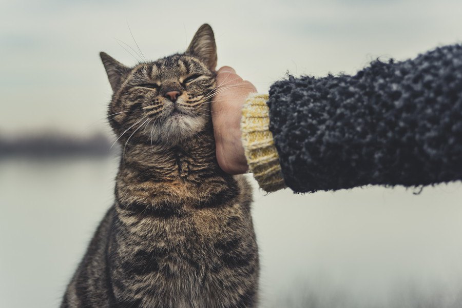 「ただいま！」飼い主が帰って来たときの猫の反応5選