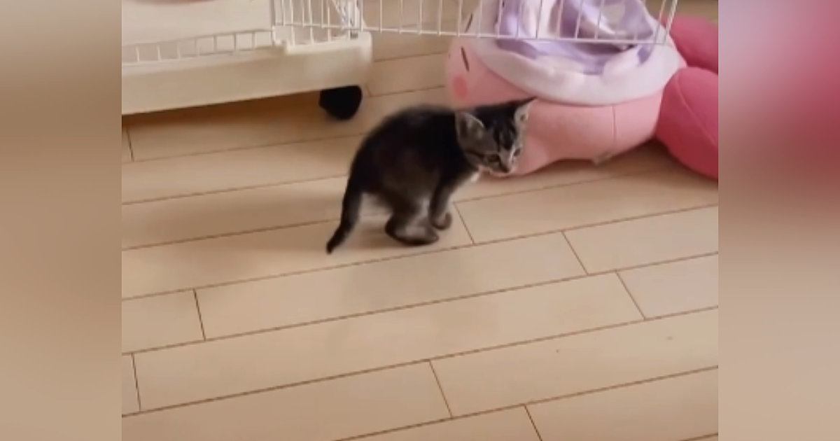 部屋を探索している子猫に『おいで』と声をかけると…泣けるほど尊い光景が74万再生「天使かな」「かわいくてたまらん」と悶絶する人が続出