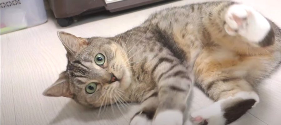 突然ピタッ！っと静止…電池切れしちゃった猫さん