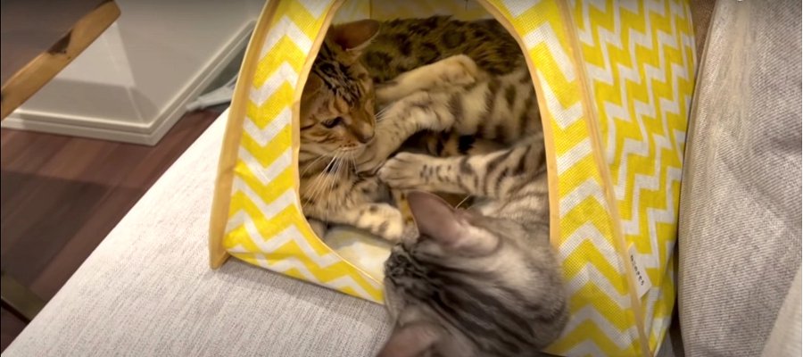  キャットハウスに2匹で入る仲良し猫ちゃんたち♪ でも突然バトル勃発！？