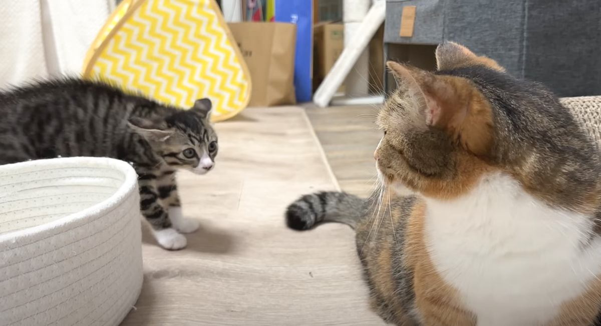 様子を見に来た先住猫たち→子猫が挨拶するかと思ったら……『予想外の反応』が微笑ましすぎると２万再生「みんな頑張ったね」「優しい」の声