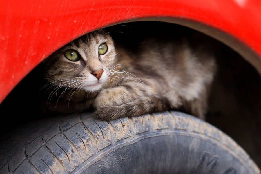 発進前に「車に入り込んだ猫」がいないか確認して！　英国で事故が連続発生→被害者が必死の訴え